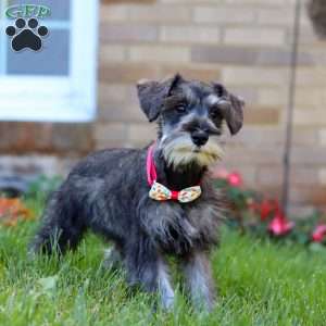 Violet, Miniature Schnauzer Puppy
